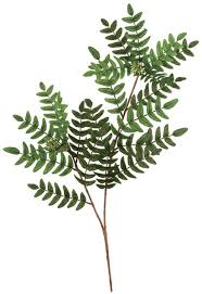 Image result for Acacia