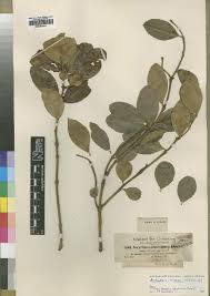 Image result for Strychnos henningsii