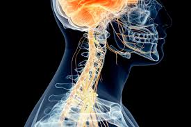 Can a pinched vagus nerve cause vasovagal syncope? How Vagal Regulation Impacts Chronic Fatigue Syndrome Therapy For Cognitive Behavioral Improvement Brain Harmony