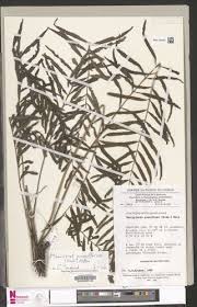 Image result for Cyclosorus striatus