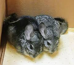 Free delivery and returns on ebay plus items for plus members. East Peoria Il Chinchilla Meet Stitch And Chi A Pet For Adoption