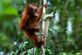 Freie kommerzielle nutzung keine namensnennung bilder in höchster qualität. Orang Utan