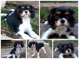 Kavalír King Charles španěl na prodej, Békéscsaba