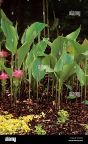 Image result for Lobelia petiolata