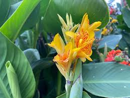 Image result for Cannaceae