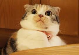 Login Or Sign Up Kedi Komik Kediler Komik