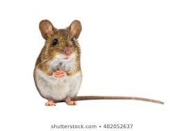 Mouse Sitting Up Google Search Field Mouse Animals Natural Pest Control