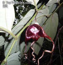 Image result for Aristolochia triactina