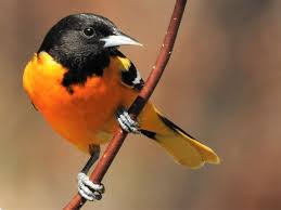 Black And White Spotted Bird In Michigan Stunning U P Baltimore Orioles Have Arrived Writes Joan Labissoniere Wiitanen From The Upper Peninsula Of Mic Oriole Bird Birds Butterflies Beautiful Birds