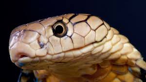 Die ringhalskobra oder südafrikanische speikobra (hemachatus haemachatus) ist die einzige art der gattung hemachatus aus der familie der giftnattern (elapidae). Kobragift Entschlusselt Panorama