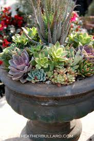 For those cacti whose stems are formed of segments (e.g. Potted Succulents Succulents Planting Succulents Succulents In Containers