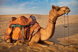 The level of this essay is medium so any students can write on this topic. Camels Of Rajasthan Rajras