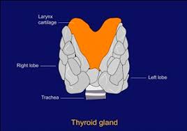 Its job is to produce and release two major hormones—thyroxine (t4) and triiodothyronine (t3). Thyroid Gland You And Your Hormones From The Society For Endocrinology