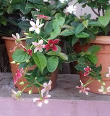 Image result for Combretum paniculatum