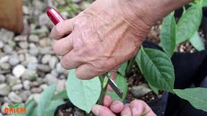 Batem Avokado Asilama Graft Avocado Seedling Youtube