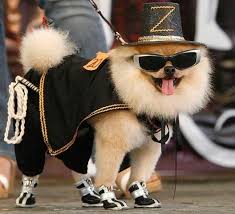 Www Dogpawfile Com Designer Dog Clothes Dressed Up Dogs Dog Dresses