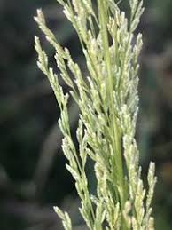 Image result for Eragrostis japonica