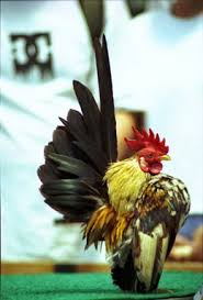 Ayam Serama Termahal Didunia Ayam Serama Indonesia