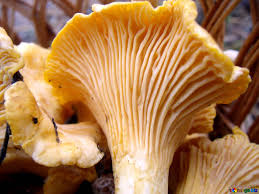 We did not find results for: Chanterelles Image Orange Mushrooms Images Mushroom 13015 Torange Biz Free Pics On Cc By License
