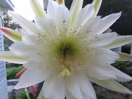 Buy san pedro cactus plants and get the best deals at the lowest prices on ebay! An Old Friend That Came From California San Pedro Cactus Ravenscourt Gardens