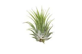 Image result for Tillandsia