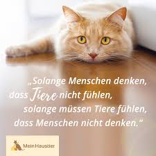 Tierliebe Katzen Katzenspruche Zitate Spruche Katzenliebe Katzenspruche Katzen Zitate Spruche Tierliebe
