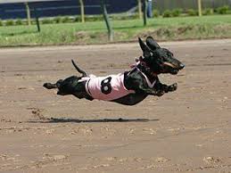 We did not find results for: Glocktalk Hey Okie Check Out This Weiner Dog Weiner Dog Wiener Dog Funny Dachshund