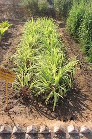 Image result for Cymbopogon caesius