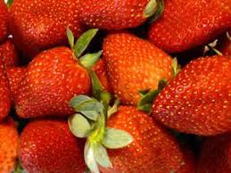 Sweet Charlie Strawberry Strawberry Plants Fresh Food Freezer Jam Recipes Healthy Recipes