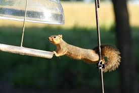 The baffles that are installed under the feeders on the then here are some suggestions on how to make your own baffle. 5 Best Squirrel Baffles For Your Bird Feeder 2021 Review
