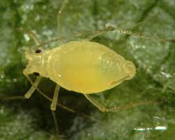 Image result for Physotrichia heracleoides