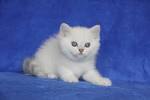 White Blue Eyes British Shorthair Kitten