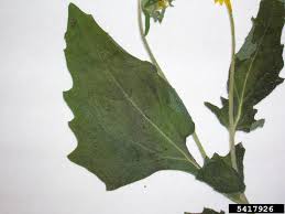 Image result for Verbesina encelioides