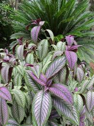 Image result for Strobilanthes anisophylla