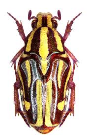 Ixorida Regia Cetoniidae Insectes Animaux Et Scarabee