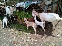 Dapatkan video menarik mengenai peternakan kambing domba di link kami bawah ini. Alasan Kandang Kambing Kebanyakan Dibuat Dengan Model Panggung Ternakpedia