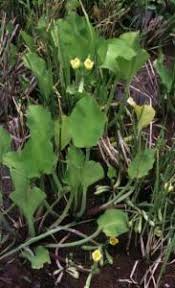 Image result for Butomopsis latifolia