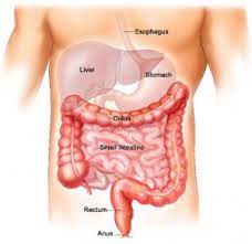 It starts from where the ileum ends, ascends upwards and passes across the top of. Anatomy Of Your Digestive System