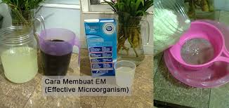 We did not find results for: Cara Membuat Em Effective Microorganism Lactobacillus Serum Lacto Serum Telegraph