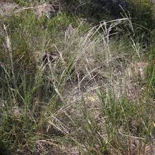 Image result for Digitaria pulchra