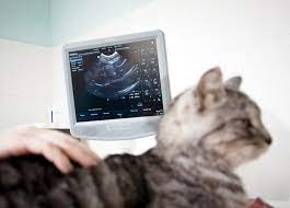 uzi koshke bryushnoj polosti pri beremennosti cena sdelat koshke uzi