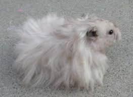Baby Black And White Syrian Hamster Long Haired Syrians Bear Hamster Syrian Hamster Long Hair Styles