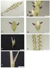 Image result for Paspalum vaginatum