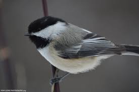 Small Birds Of Upstate Ny Chickadee Upstate New York 3 2 2014 Https Www Facebook Com Pages Tony Leone Photography 720206368009911 With Images Upstate New York Upstate Chickadee
