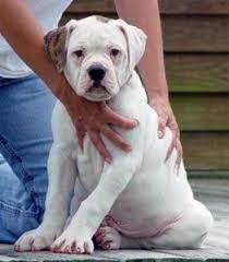 Johnson American Bulldog Puppies For Sale Cute Puppies American Bulldog Puppies American Bulldog Bulldog Puppies