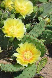 Cactus fruit grown from cactus seeds benefits from the tiller profession bonus. Opuntia Humifusa Eastern Prickly Pear Cactus Prairie Moon Nursery