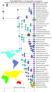 Image result for Blainvillea gayana