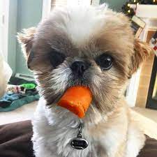 Shih Tzu Shih Tzu Shih Tzu Puppy Puppies Near Me