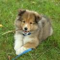 Find Sheltie Puppies for Sale Near You