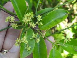 Image result for Hippocratea